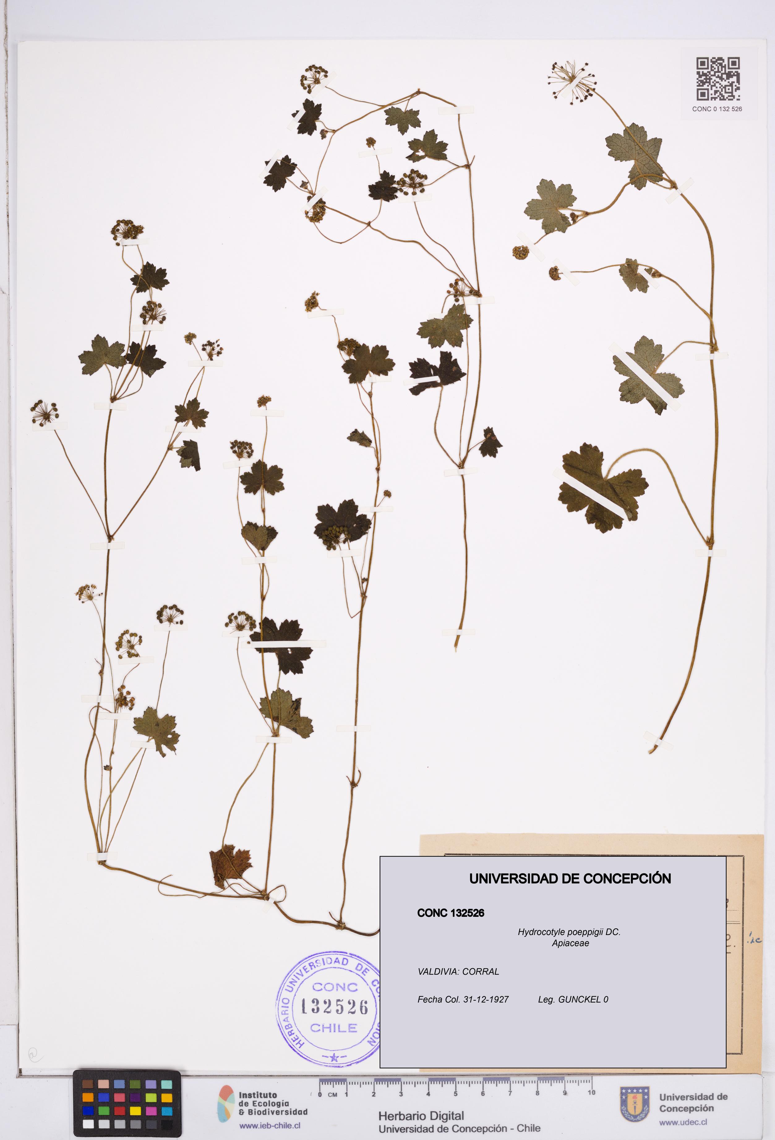 Hydrocotyle poeppigii [Espécimen: ]