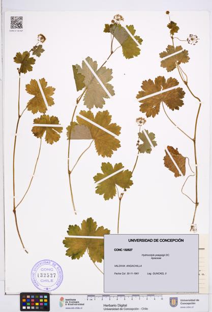 Hydrocotyle poeppigii [Espécimen: ]