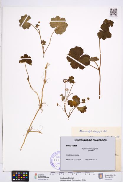 Hydrocotyle poeppigii [Espécimen: ]