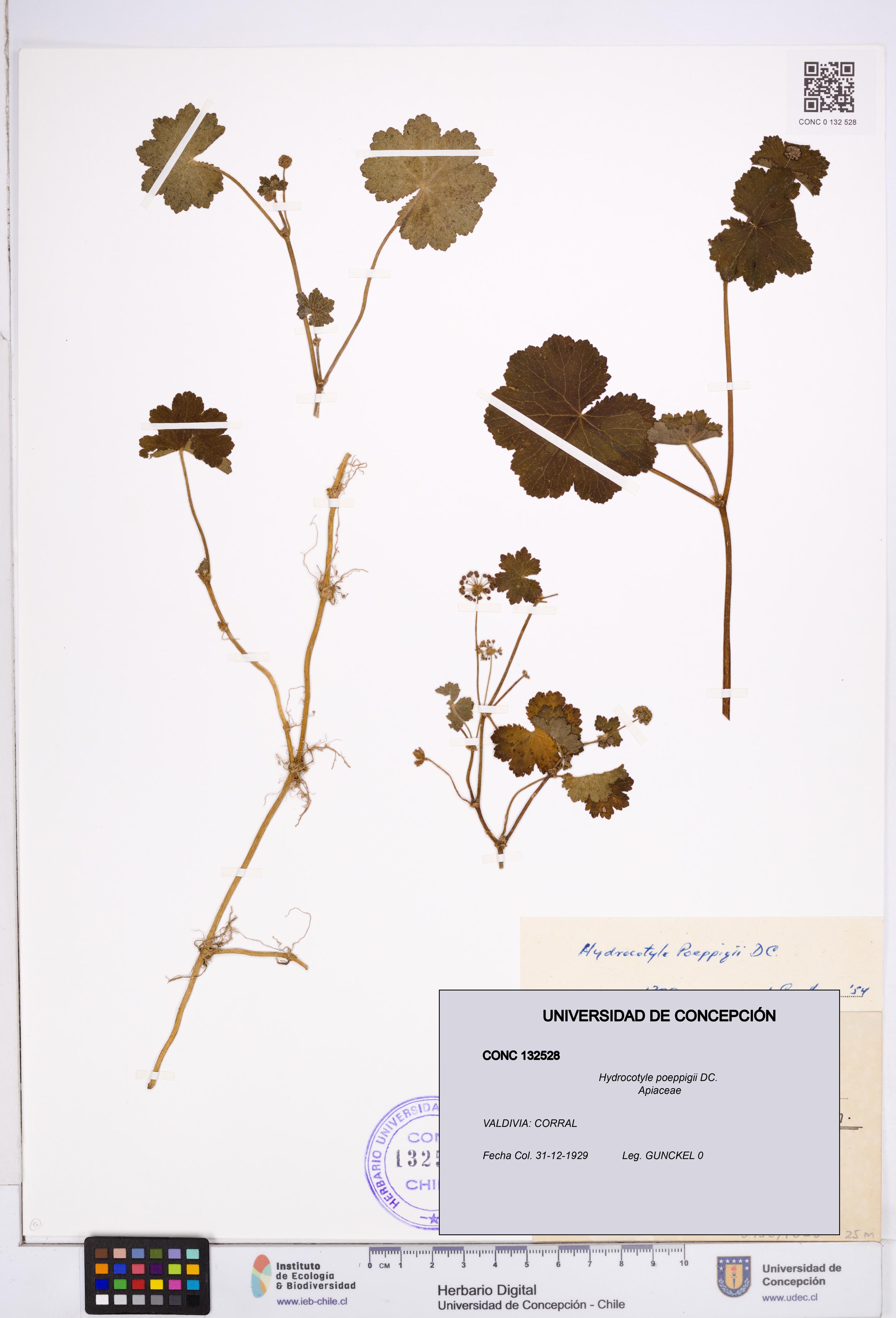 Hydrocotyle poeppigii [Espécimen: ]