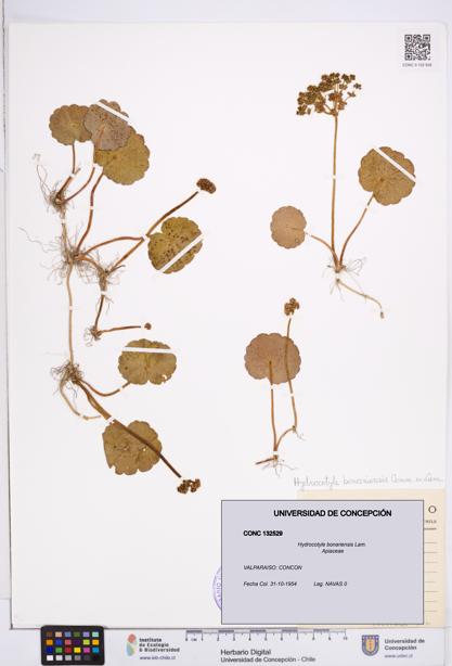 Hydrocotyle bonariensis [Espécimen: ]