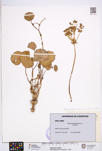 Hydrocotyle bonariensis [Espécimen: ]
