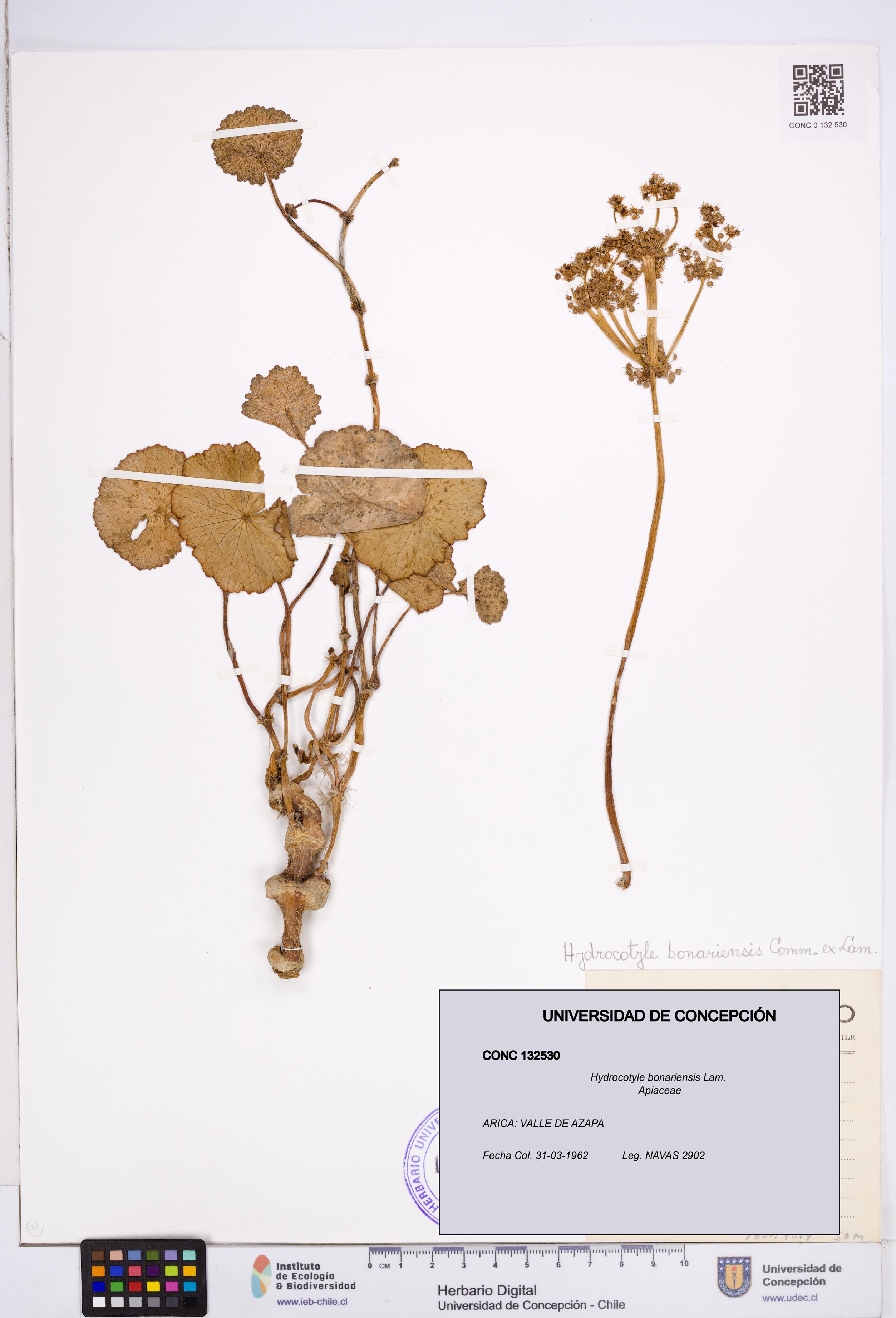 Hydrocotyle bonariensis [Espécimen: ]