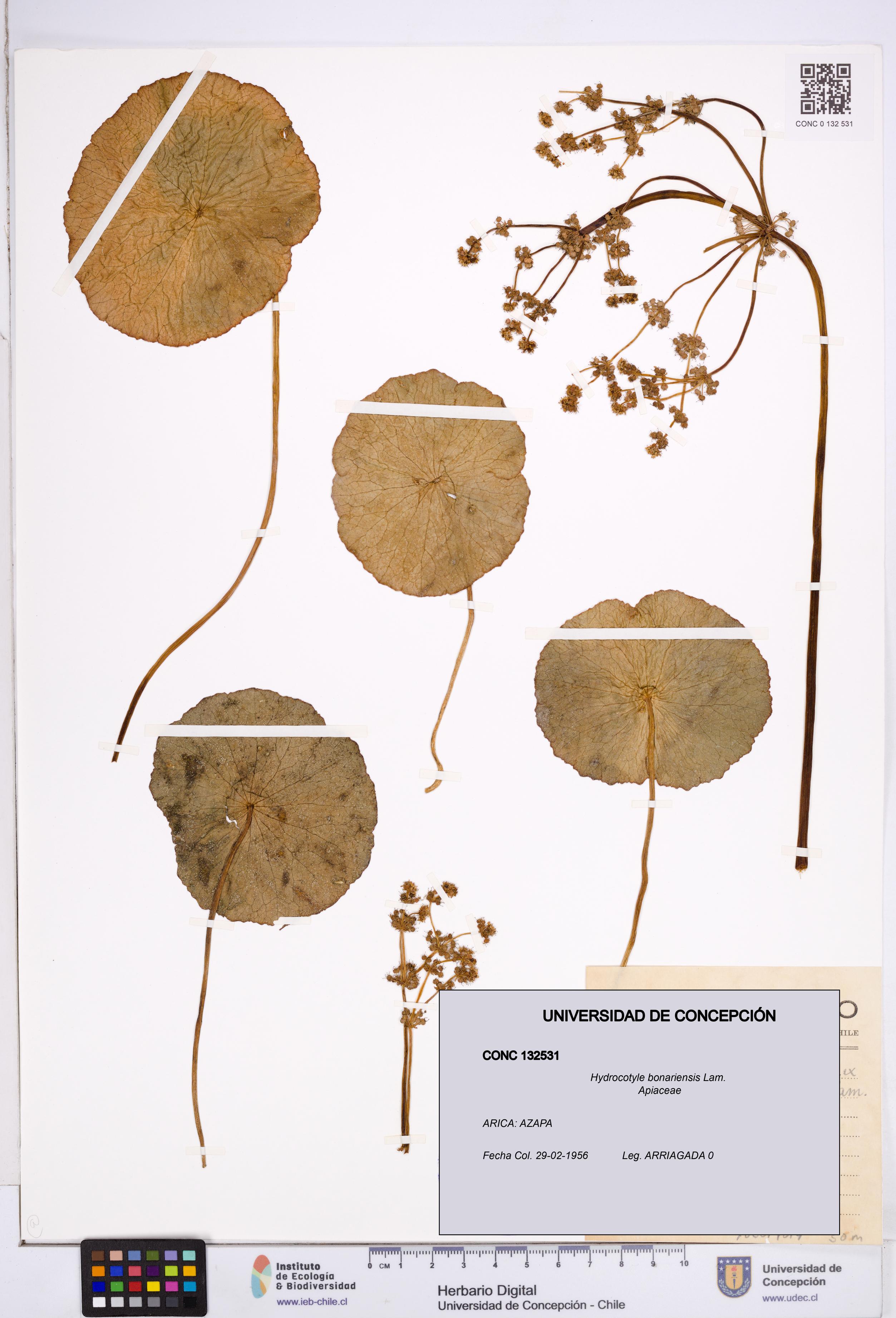 Hydrocotyle bonariensis [Espécimen: ]