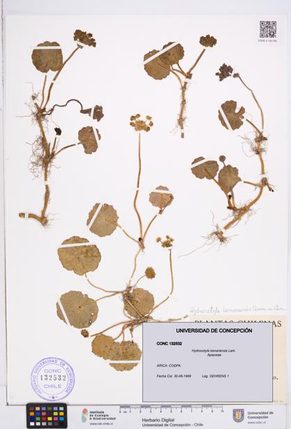 Hydrocotyle bonariensis [Espécimen: ]