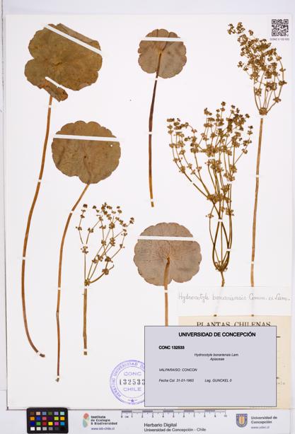 Hydrocotyle bonariensis [Espécimen: ]