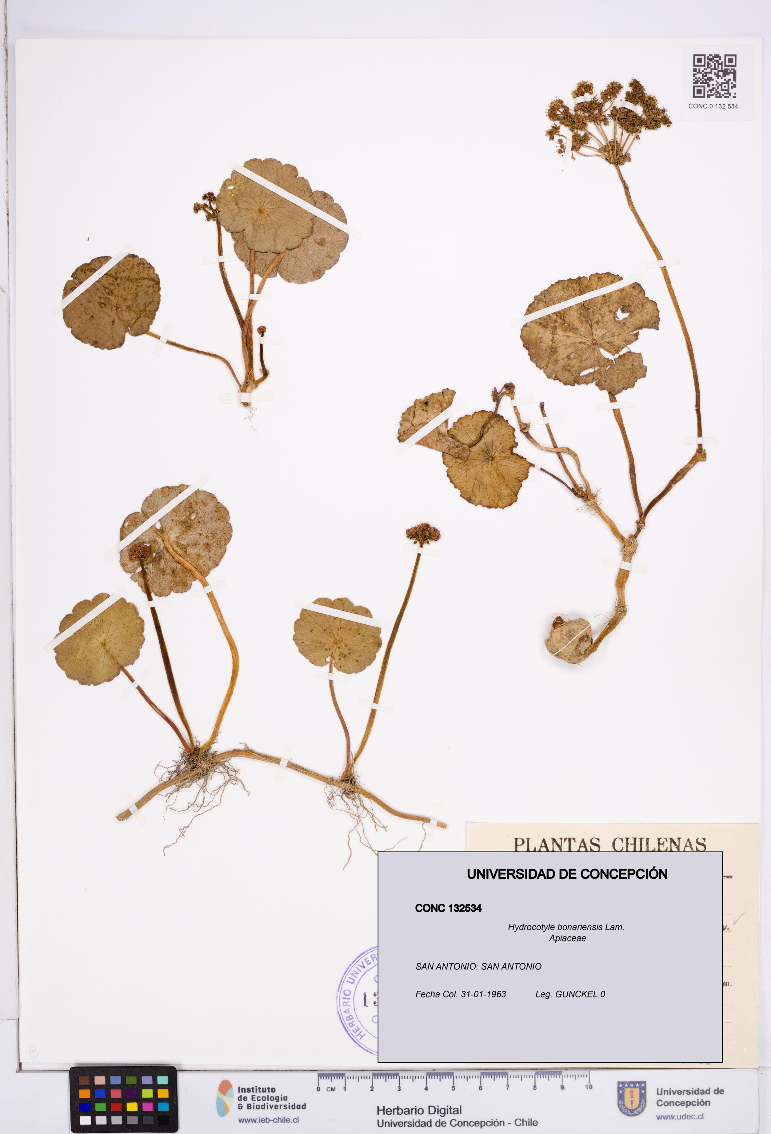 Hydrocotyle bonariensis [Espécimen: ]