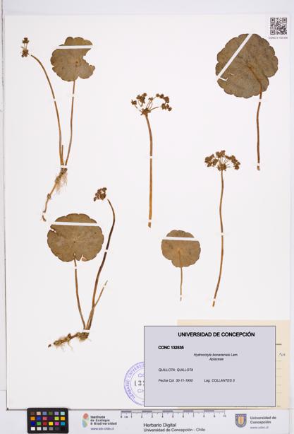 Hydrocotyle bonariensis [Espécimen: ]