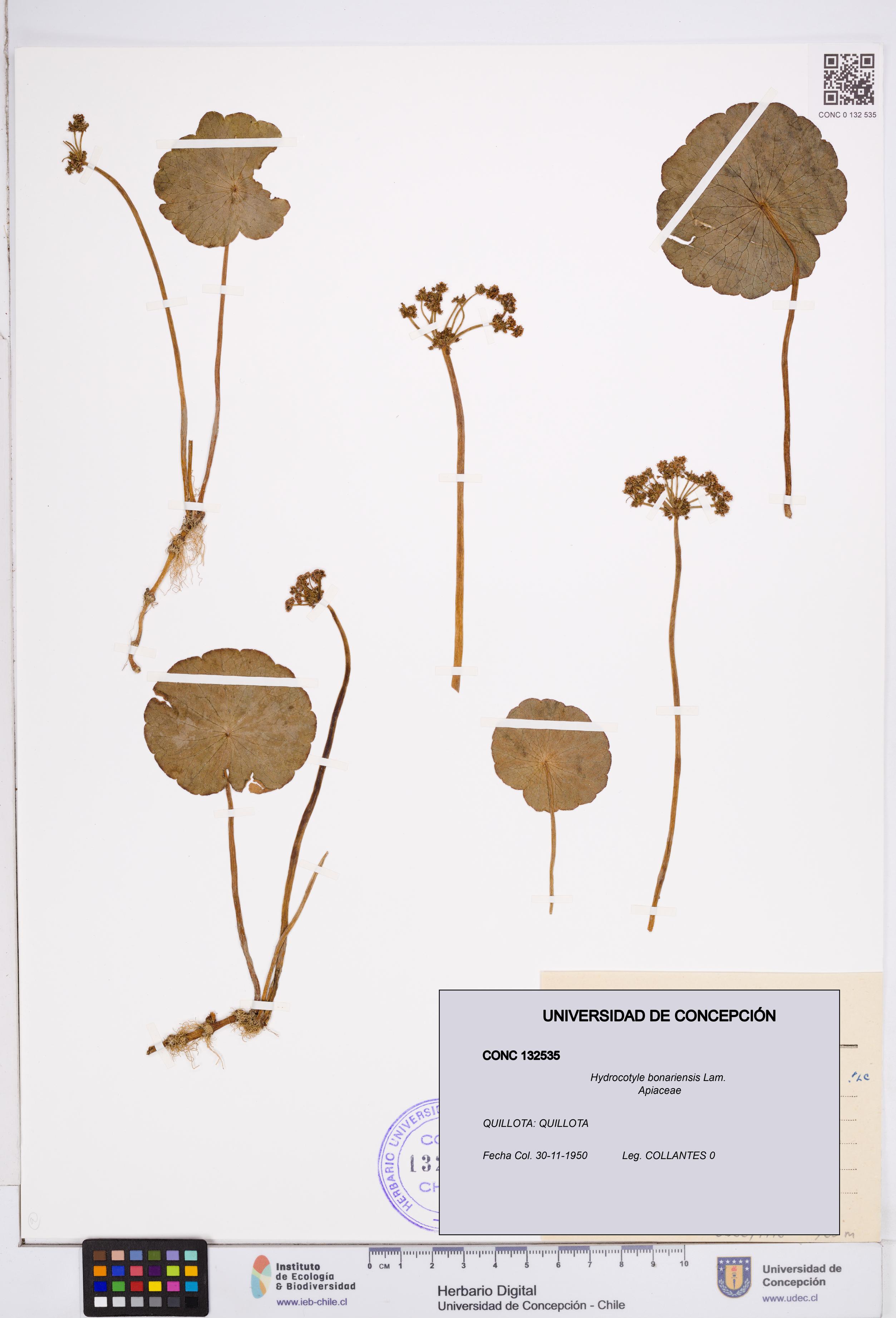 Hydrocotyle bonariensis [Espécimen: ]