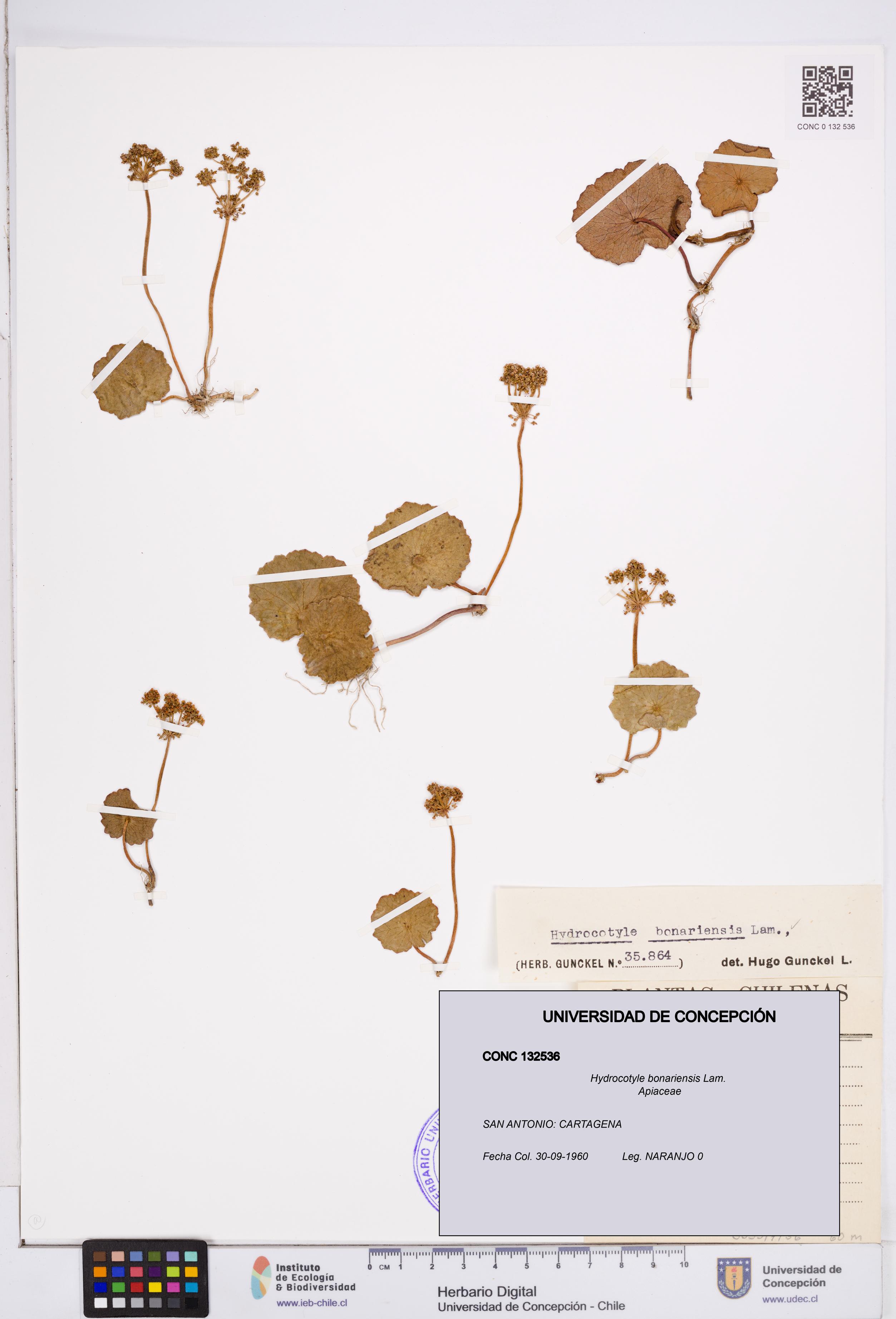 Hydrocotyle bonariensis [Espécimen: ]