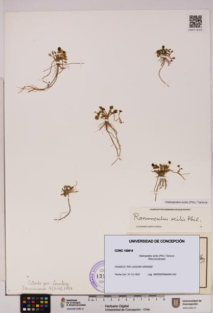 Halerpestes exilis [Espécimen: UDEC:CONC:0132614]