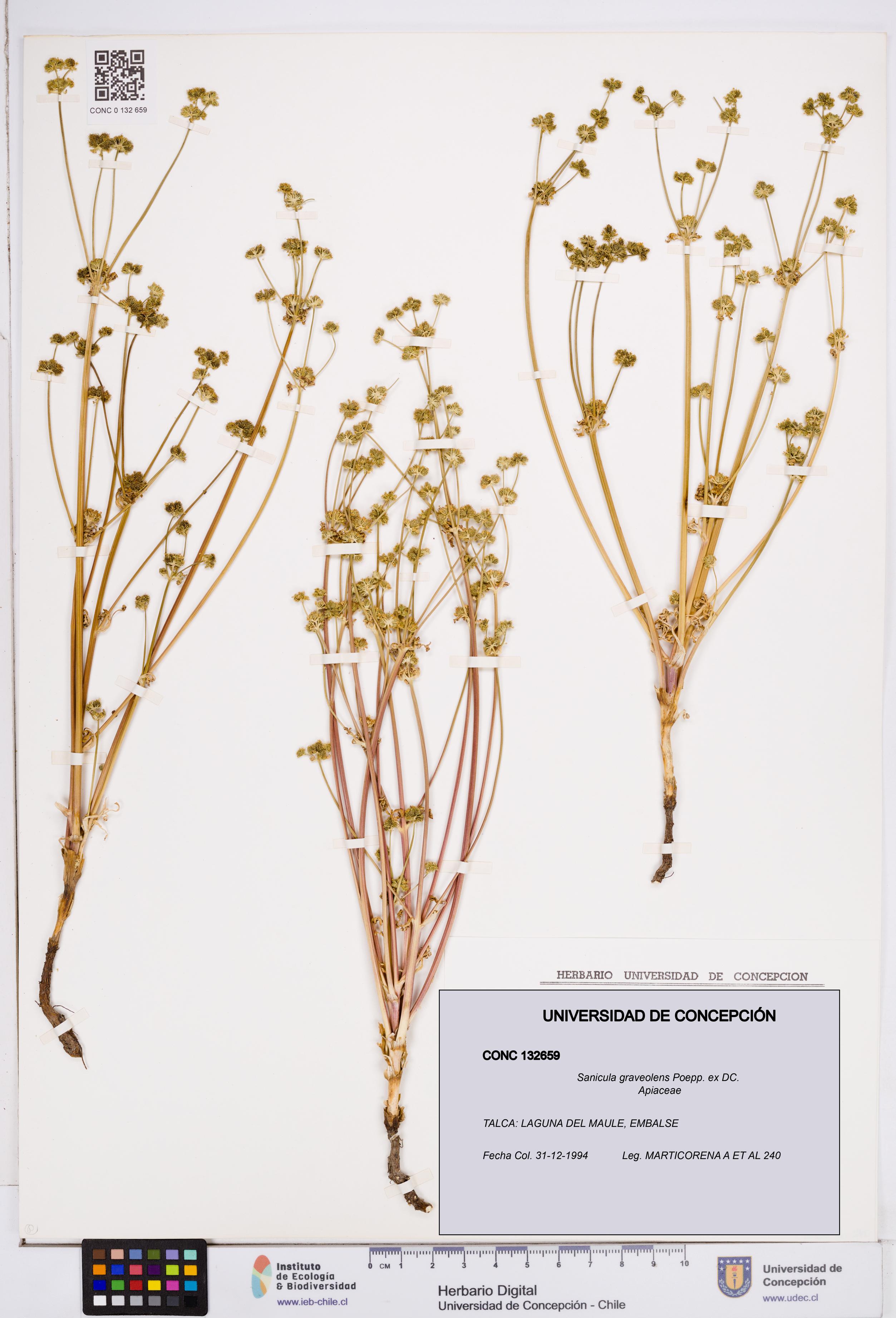 Sanicula graveolens [Espécimen: ]
