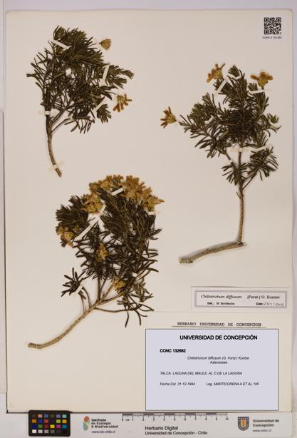 Chiliotrichum diffusum [Espécimen: UDEC:CONC:0132662]