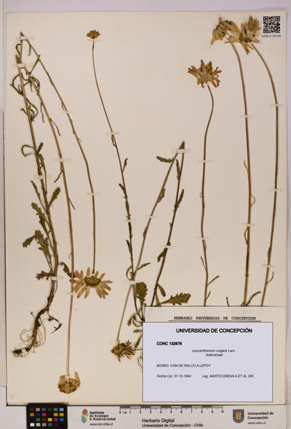 Leucanthemum vulgare [Espécimen: UDEC:CONC:0132678]