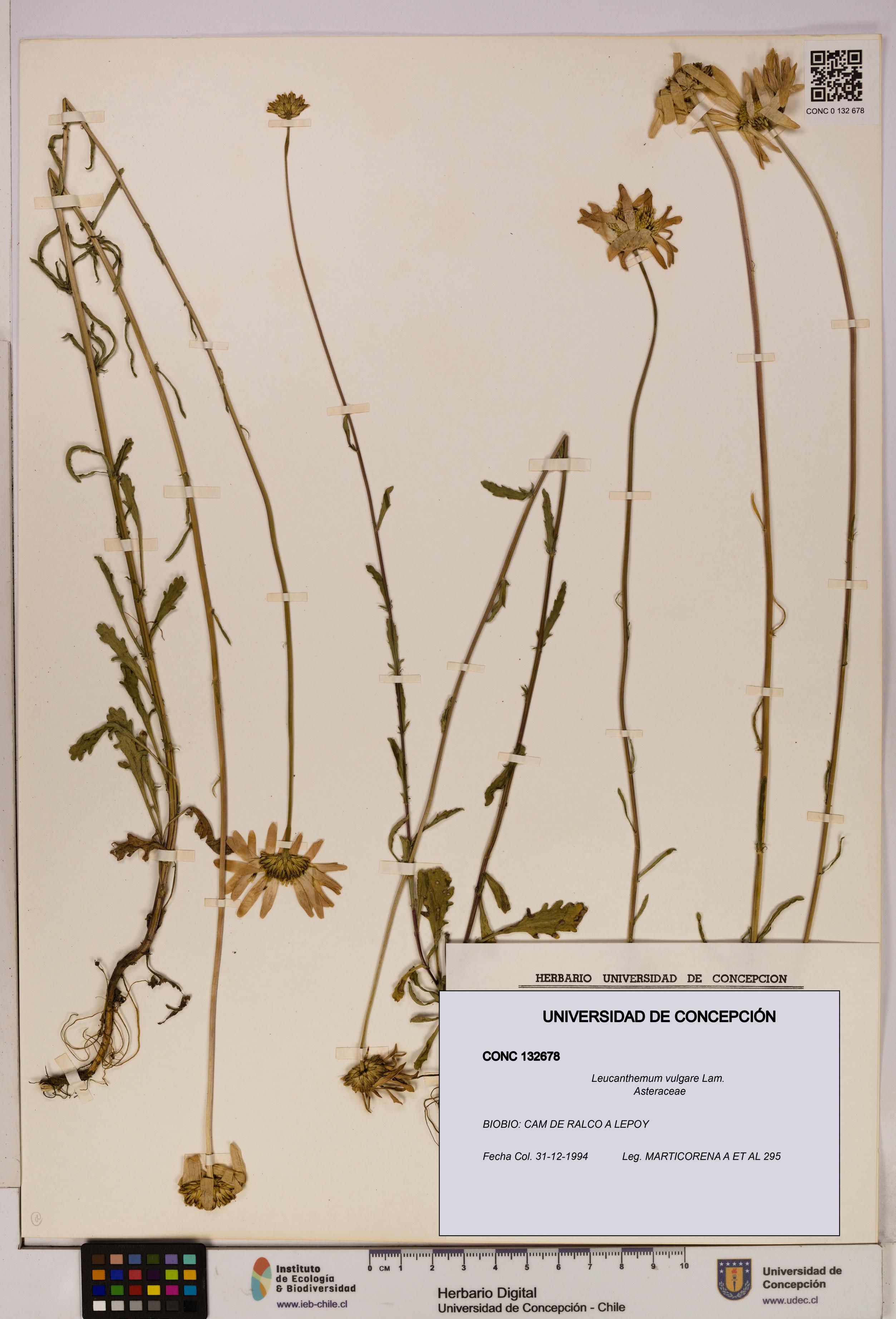 Leucanthemum vulgare [Espécimen: UDEC:CONC:0132678]