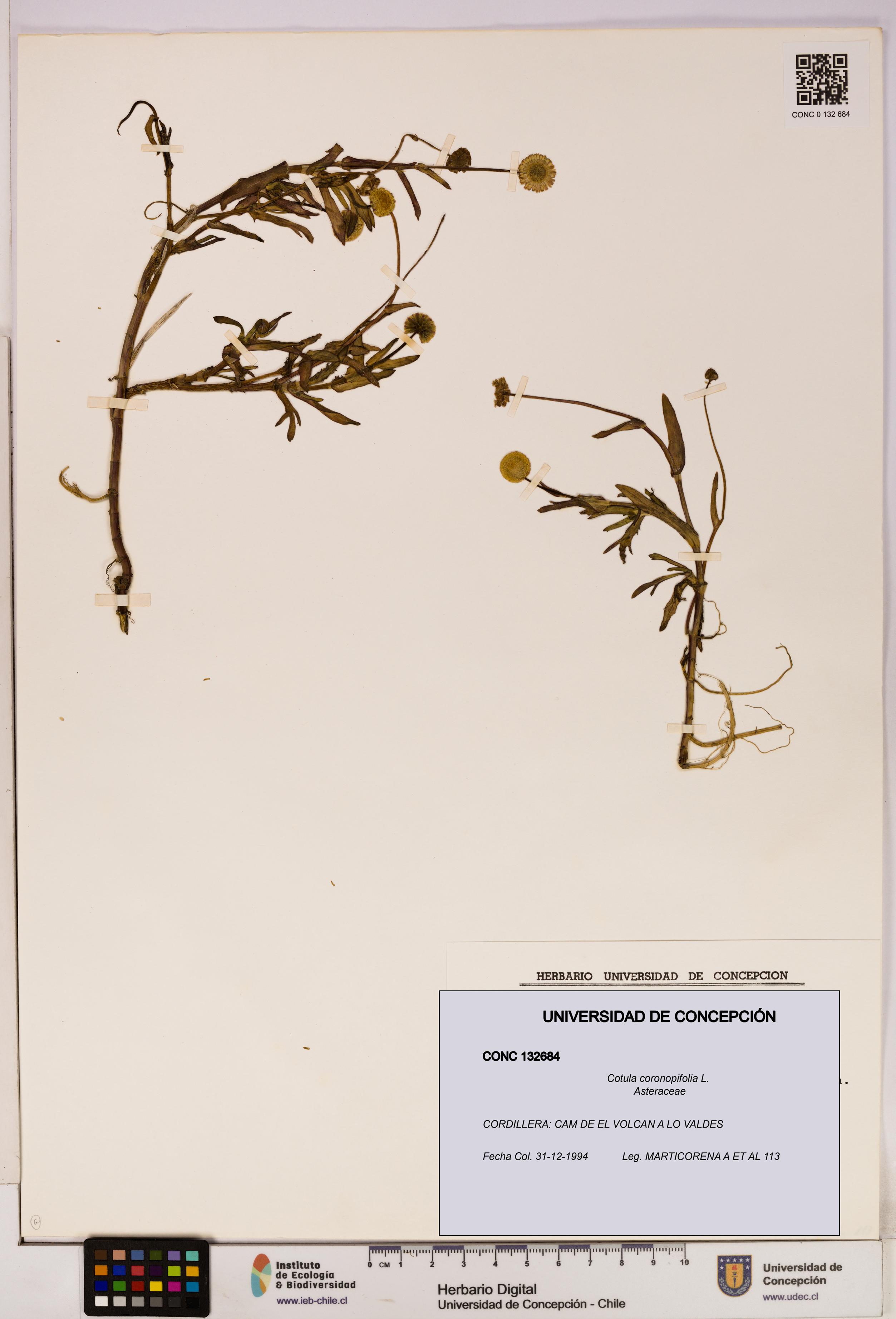 Cotula coronopifolia [Espécimen: UDEC:CONC:0132684]