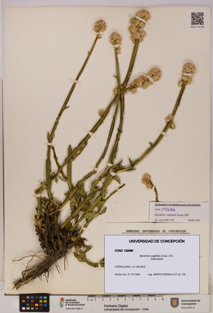 Baccharis sagittalis [Espécimen: UDEC:CONC:0132686]