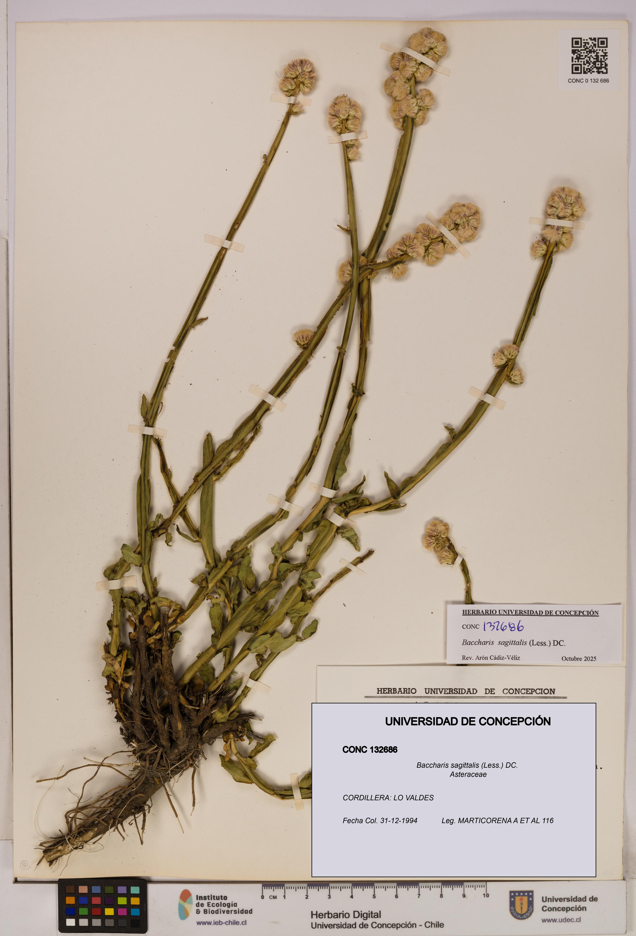 Baccharis sagittalis [Espécimen: UDEC:CONC:0132686]
