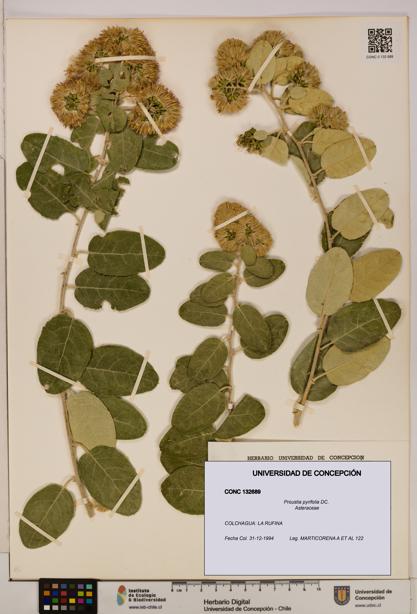 Proustia pyrifolia [Espécimen: UDEC:CONC:0132689]