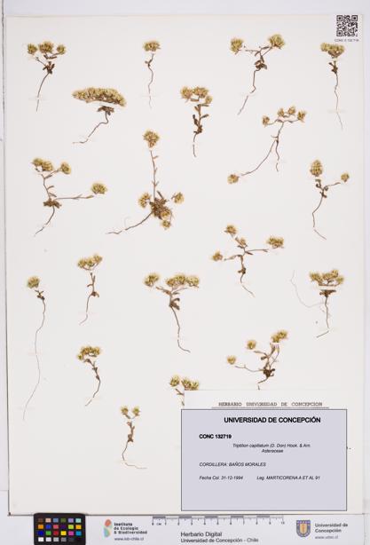 Triptilion capillatum [Espécimen: ]