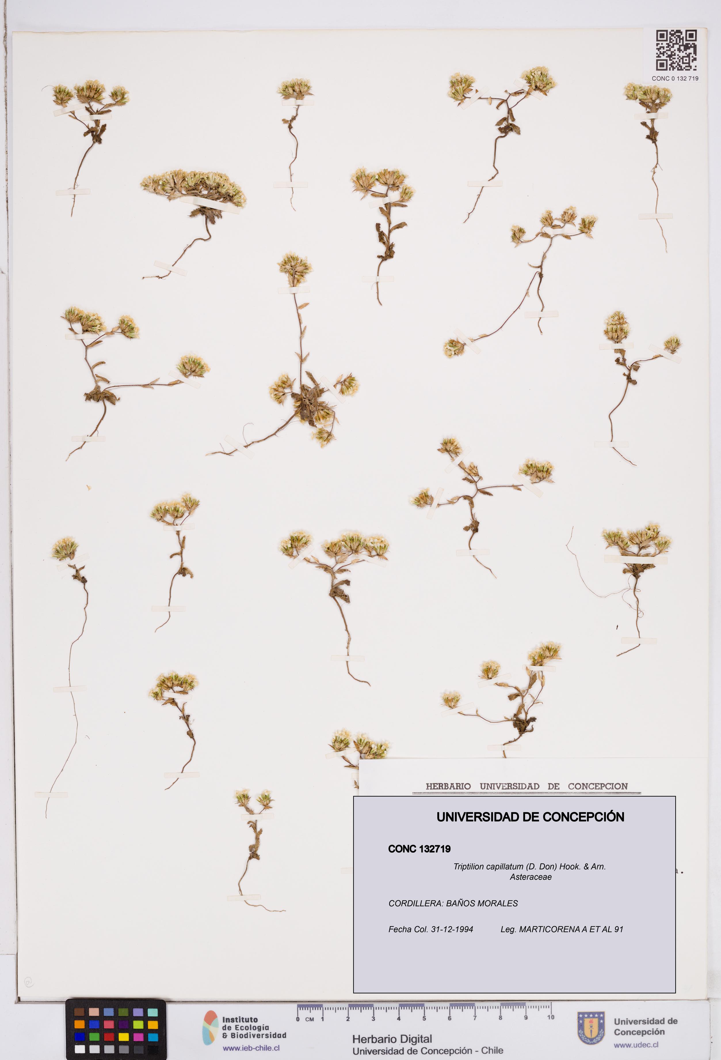 Triptilion capillatum [Espécimen: ]
