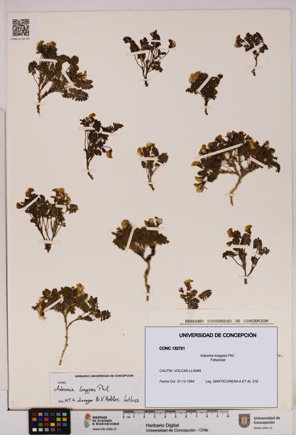 Adesmia longipes [Espécimen: UDEC:CONC:0132721]