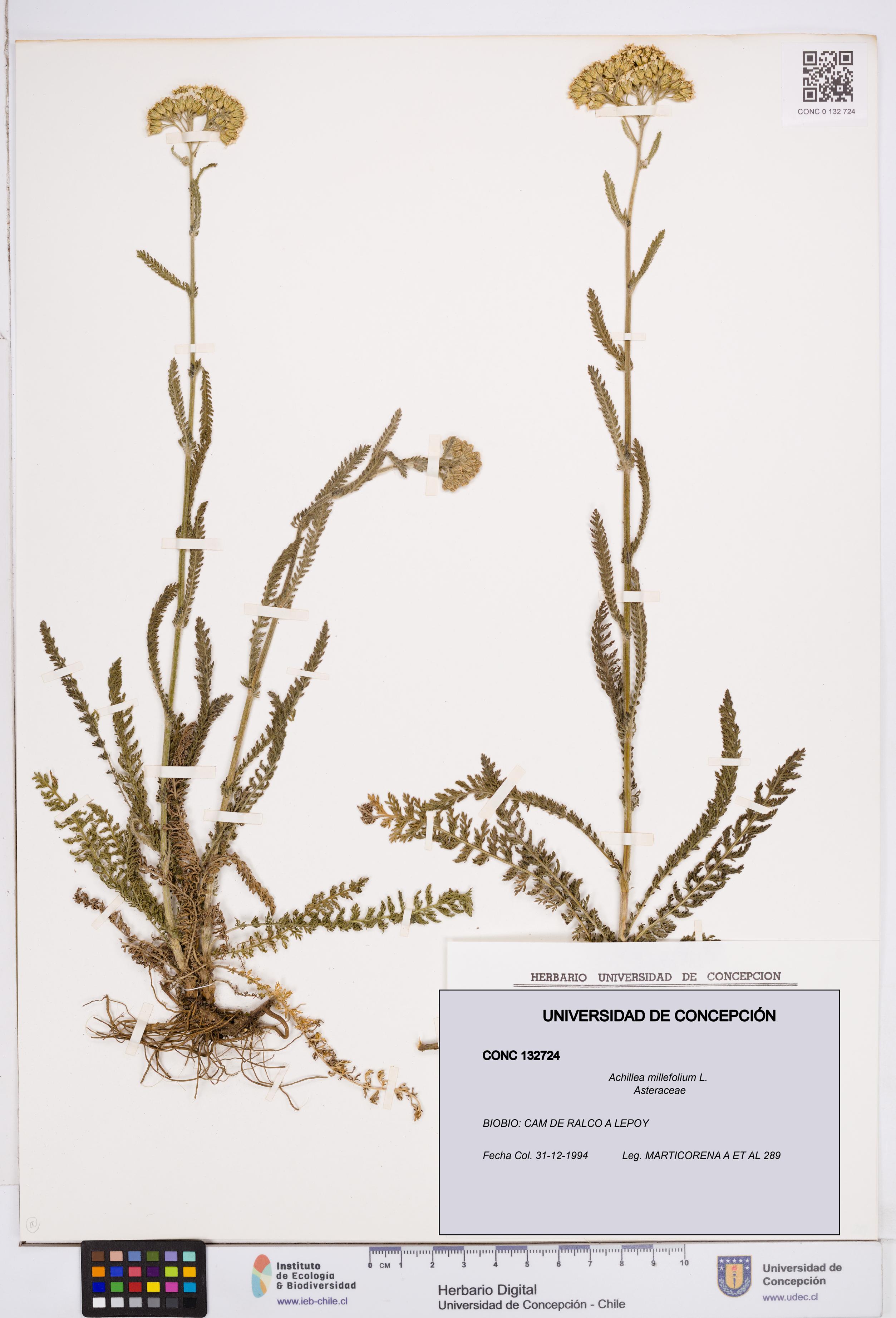 Achillea millefolium [Espécimen: ]