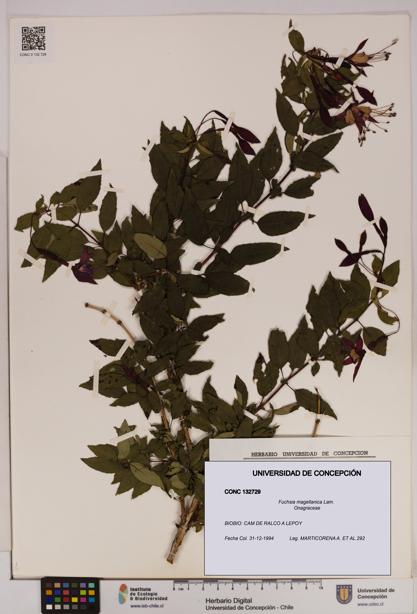 Fuchsia magellanica [Espécimen: UDEC:CONC:0132729]
