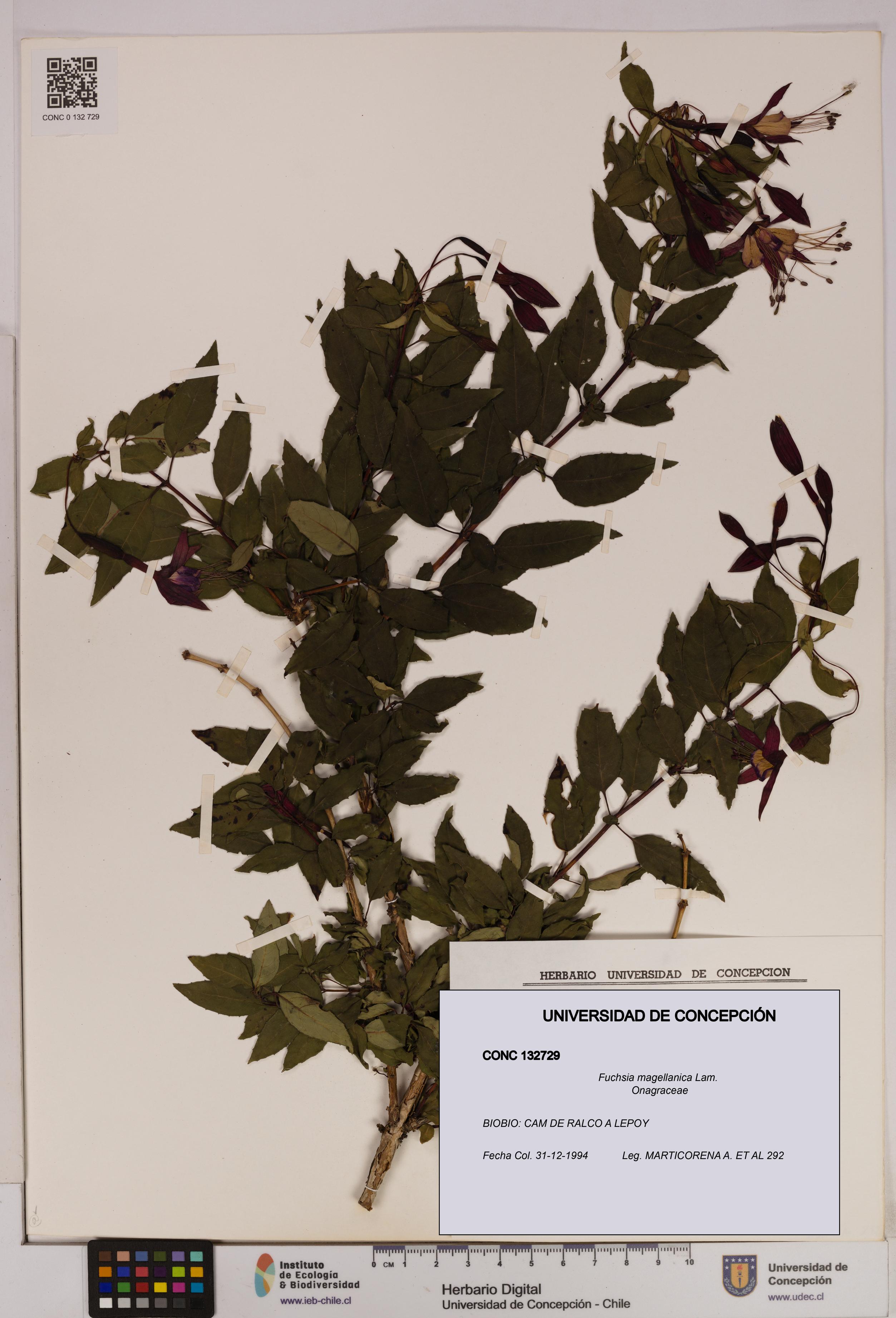 Fuchsia magellanica [Espécimen: UDEC:CONC:0132729]