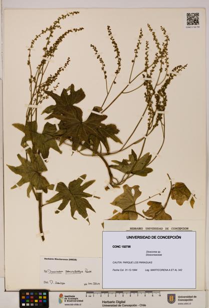 Dioscorea sp. [Espécimen: ]