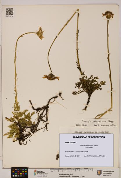 Senecio calocephalus [Espécimen: UDEC:CONC:0132761]