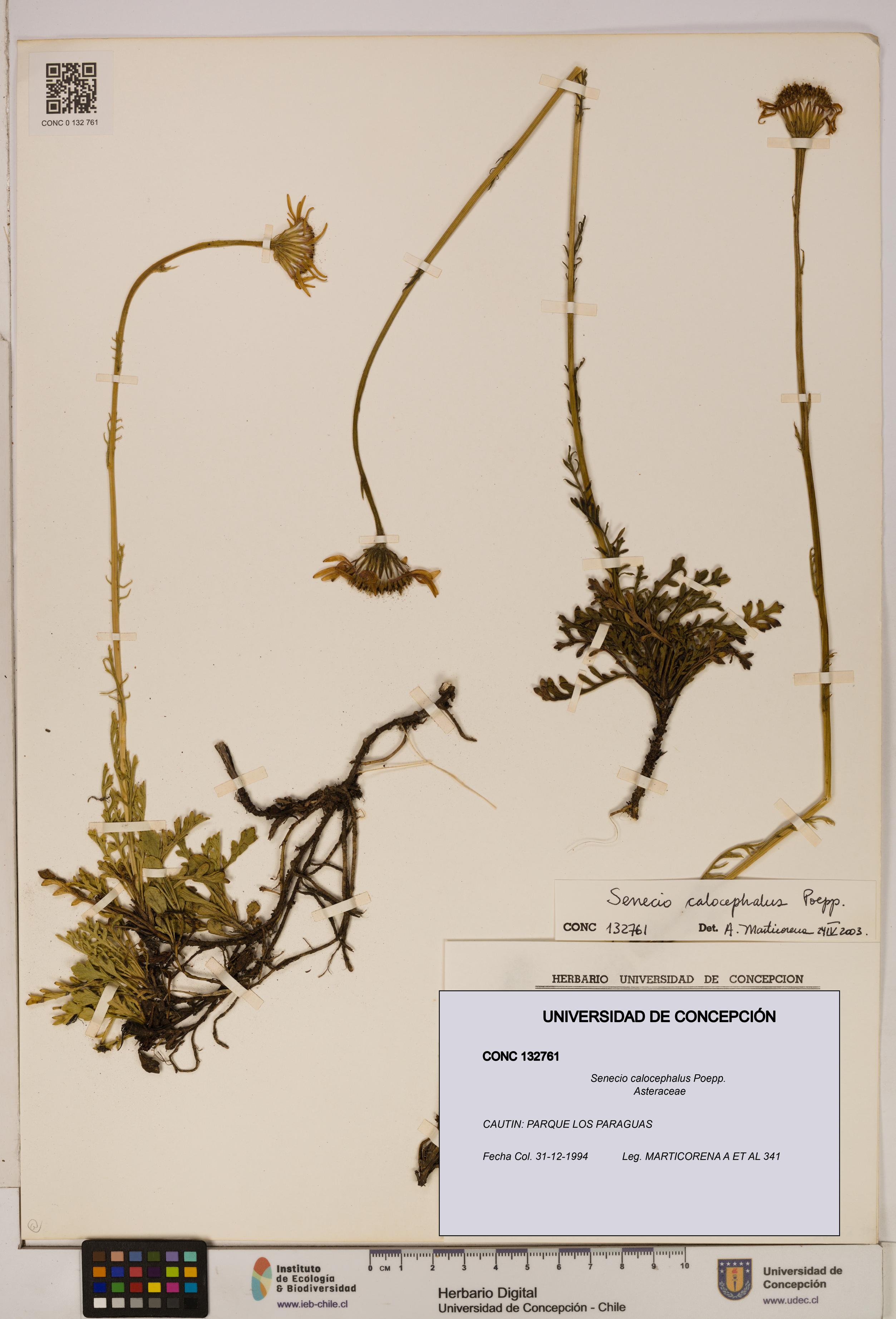 Senecio calocephalus [Espécimen: UDEC:CONC:0132761]
