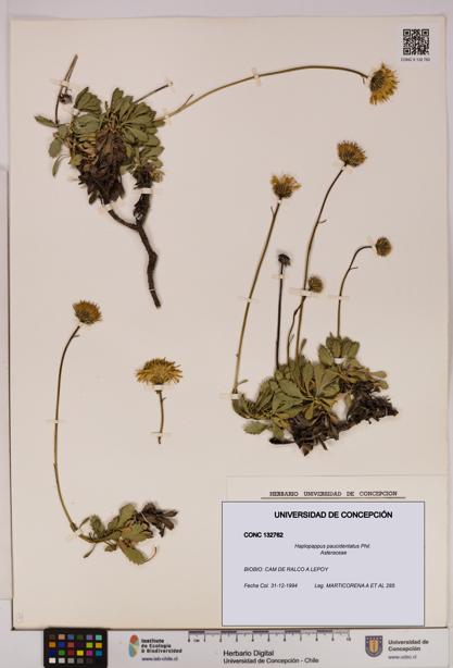 Haplopappus paucidentatus [Espécimen: UDEC:CONC:0132762]