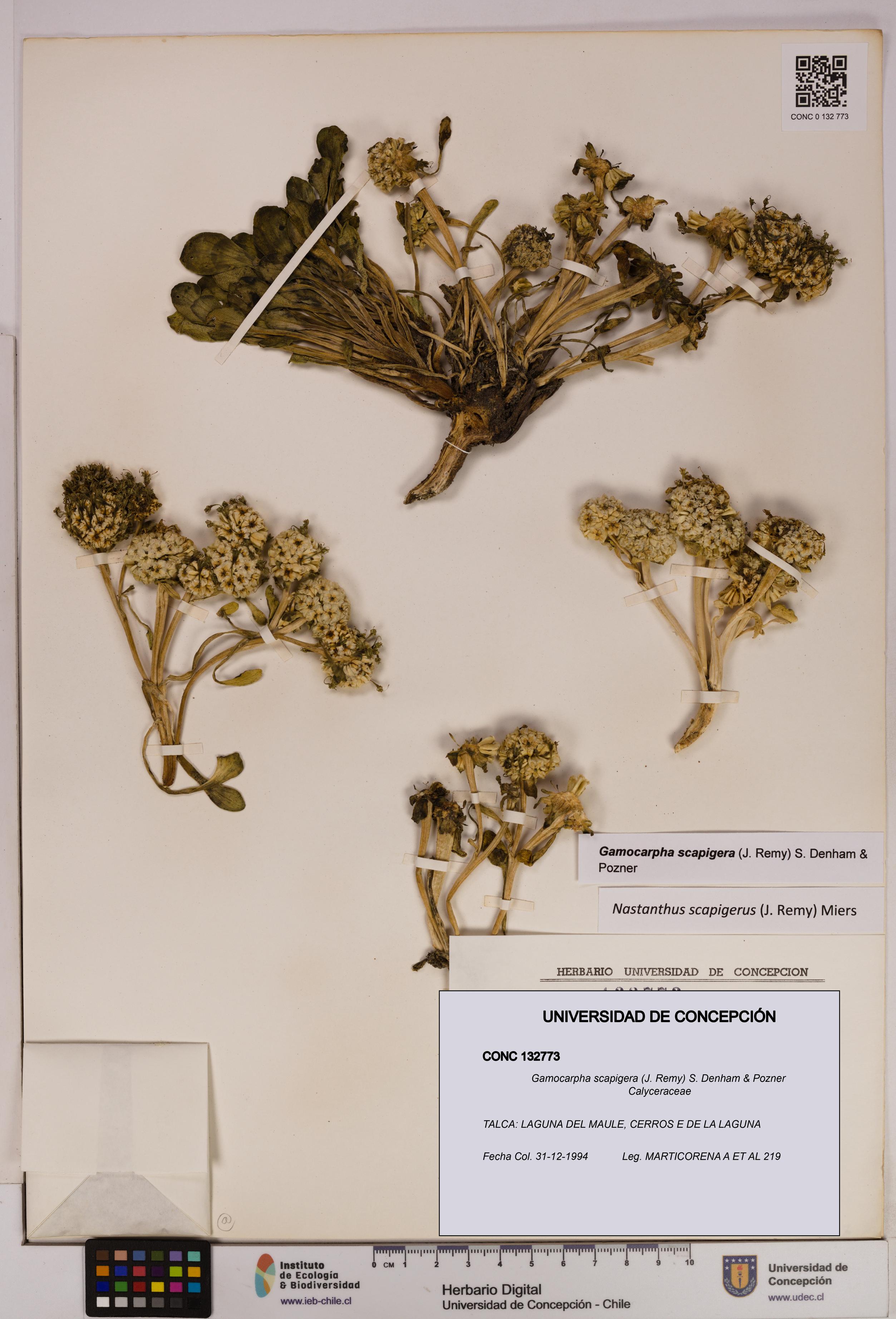 Gamocarpha scapigera [Espécimen: UDEC:CONC:0132773]