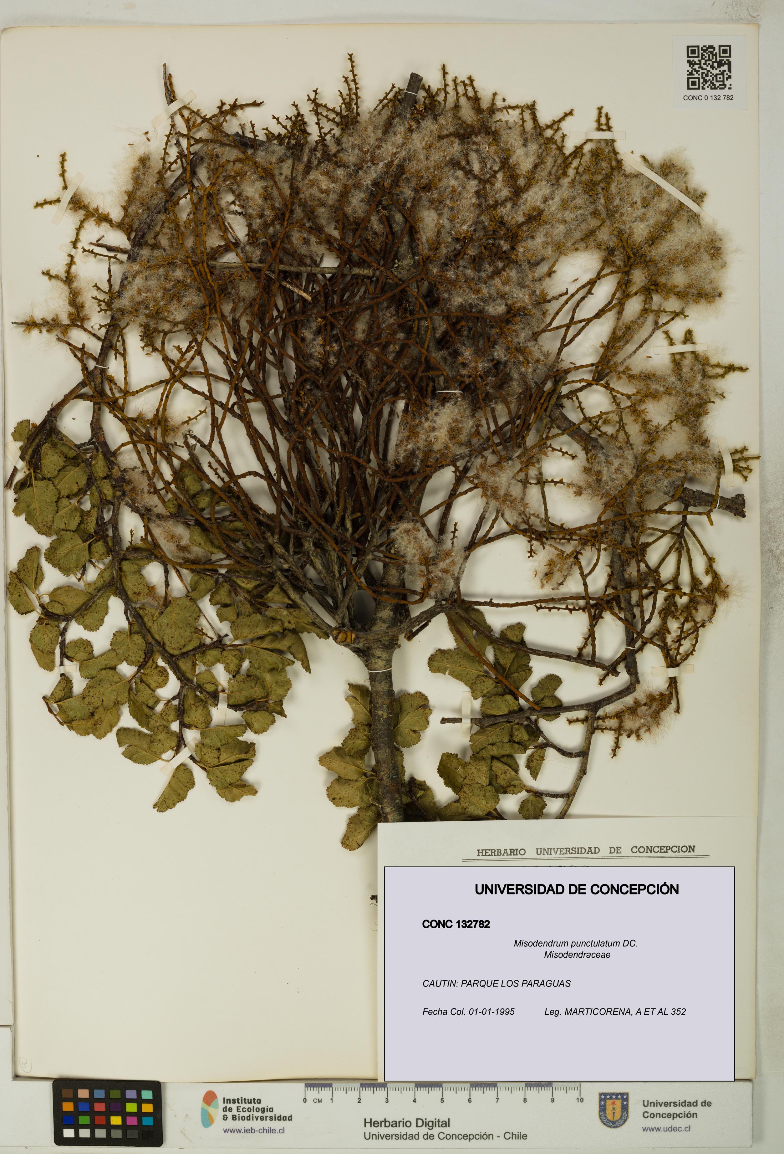 Misodendrum punctulatum [Espécimen: UDEC:CONC:0132782]