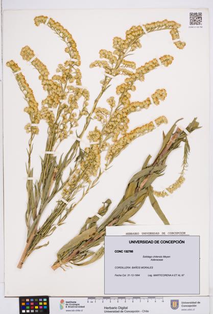 Solidago chilensis [Espécimen: ]