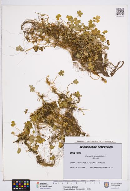 Hydrocotyle ranunculoides [Espécimen: ]