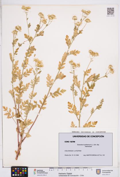 Tanacetum parthenium [Espécimen: ]