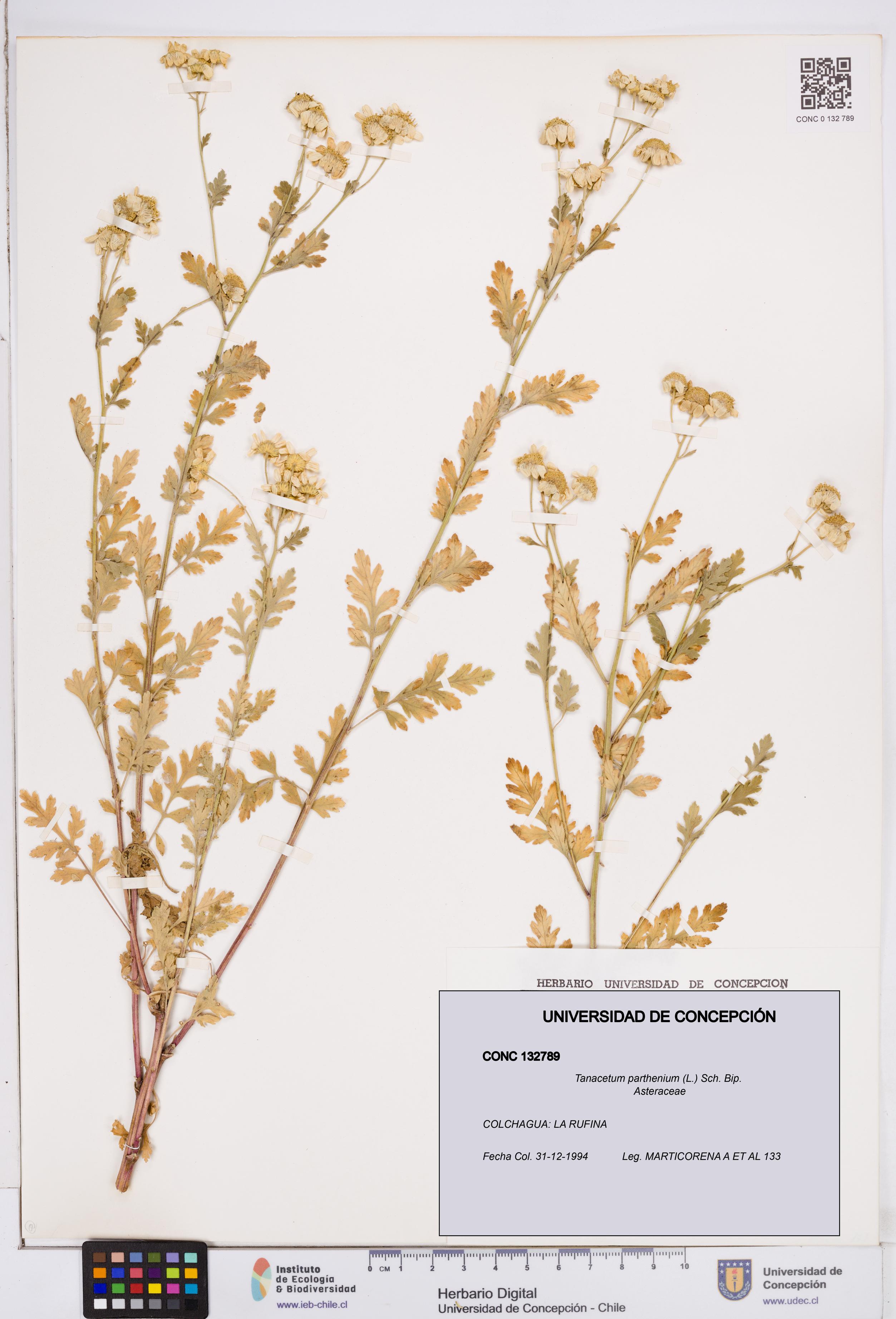 Tanacetum parthenium [Espécimen: ]