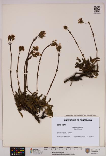 Valeriana fonkii [Espécimen: UDEC:CONC:0132795]