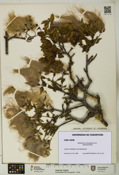 Misodendrum oblongifolium [Espécimen: UDEC:CONC:0132796]
