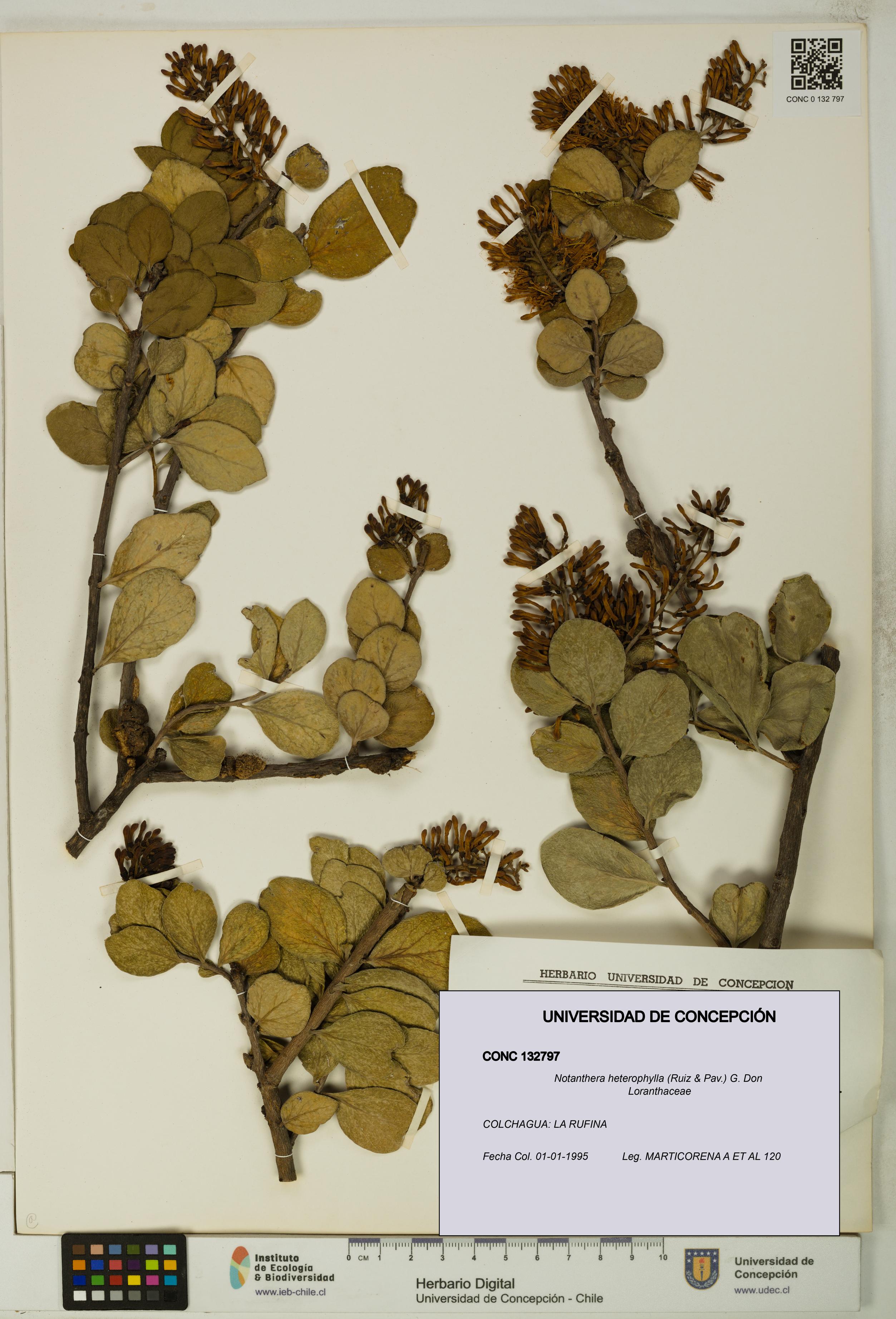 Notanthera heterophylla [Espécimen: UDEC:CONC:0132797]