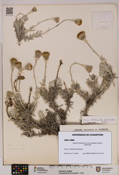 Senecio chilensis fma. discoideus [Espécimen: UDEC:CONC:0132800]