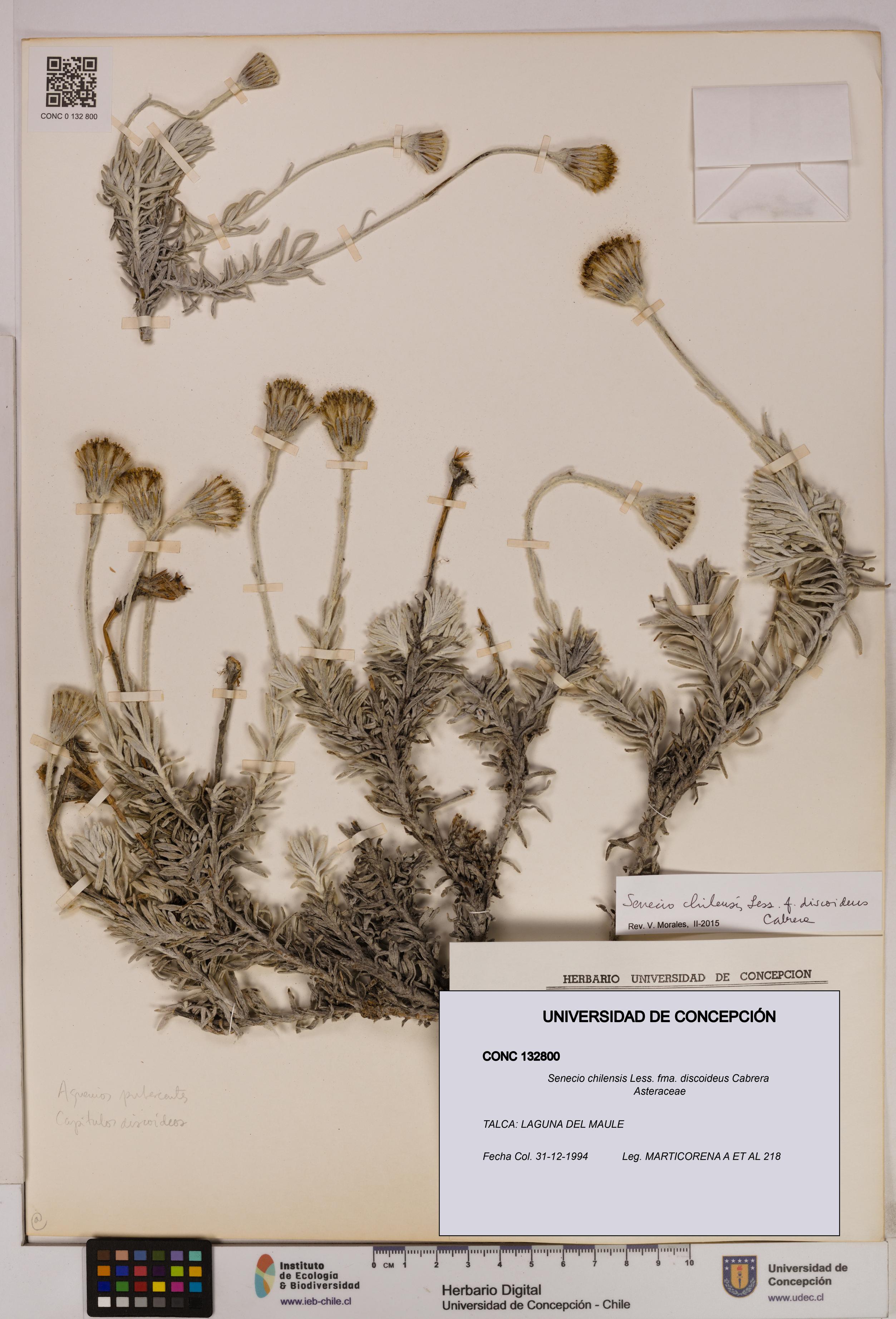 Senecio chilensis fma. discoideus [Espécimen: UDEC:CONC:0132800]