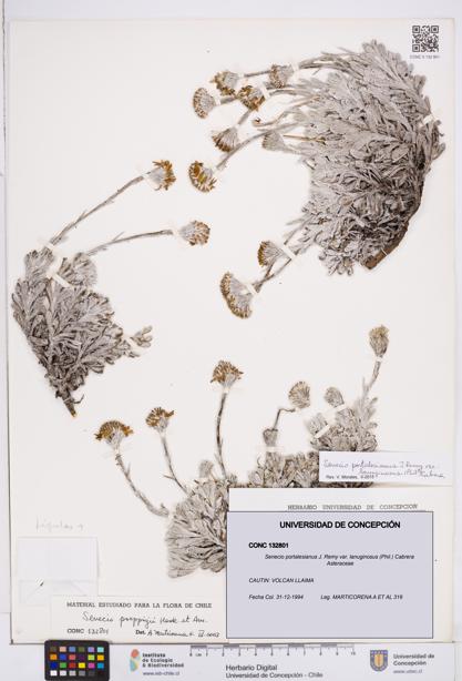 Senecio portalesianus var. lanuginosus [Espécimen: ]
