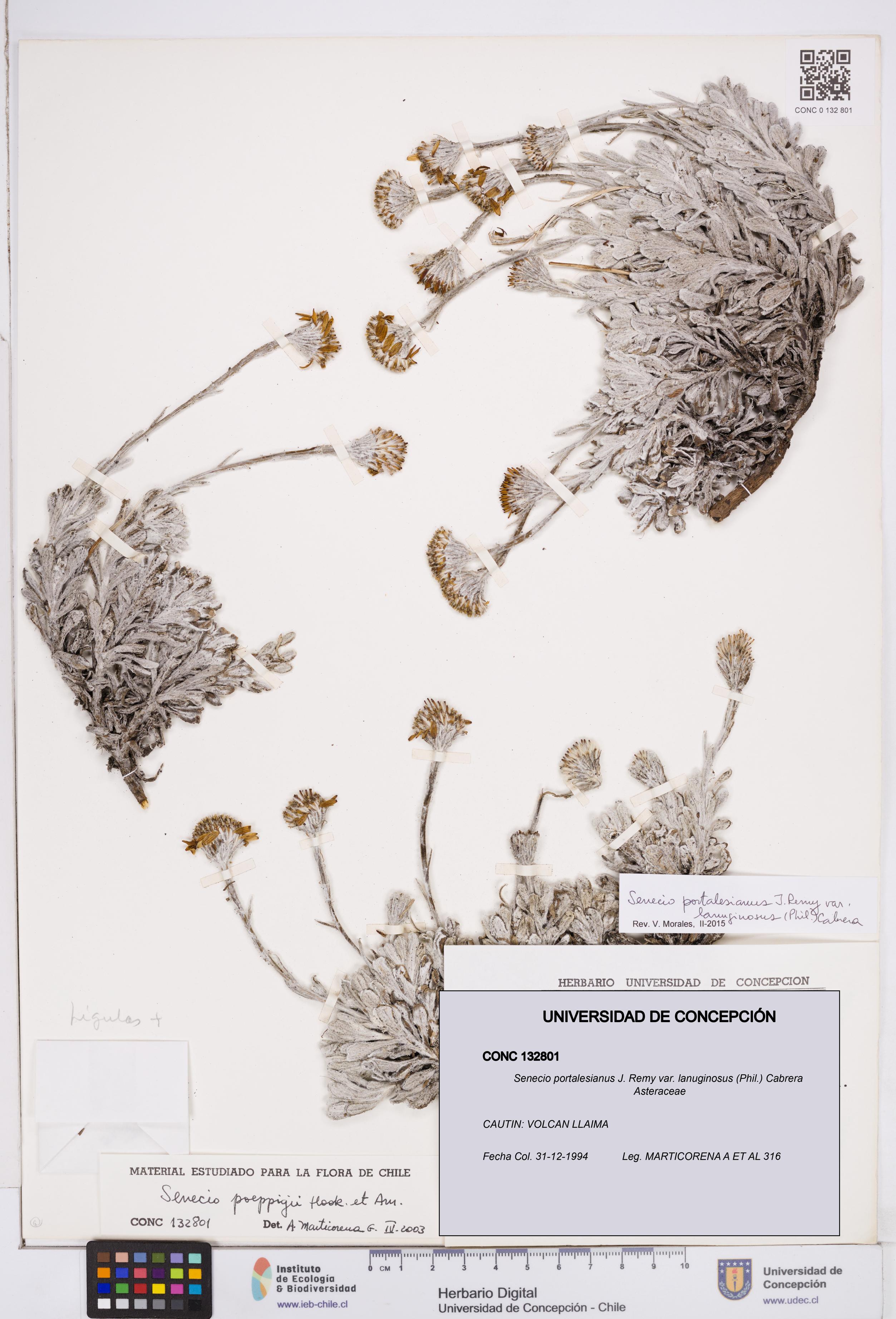 Senecio portalesianus var. lanuginosus [Espécimen: ]