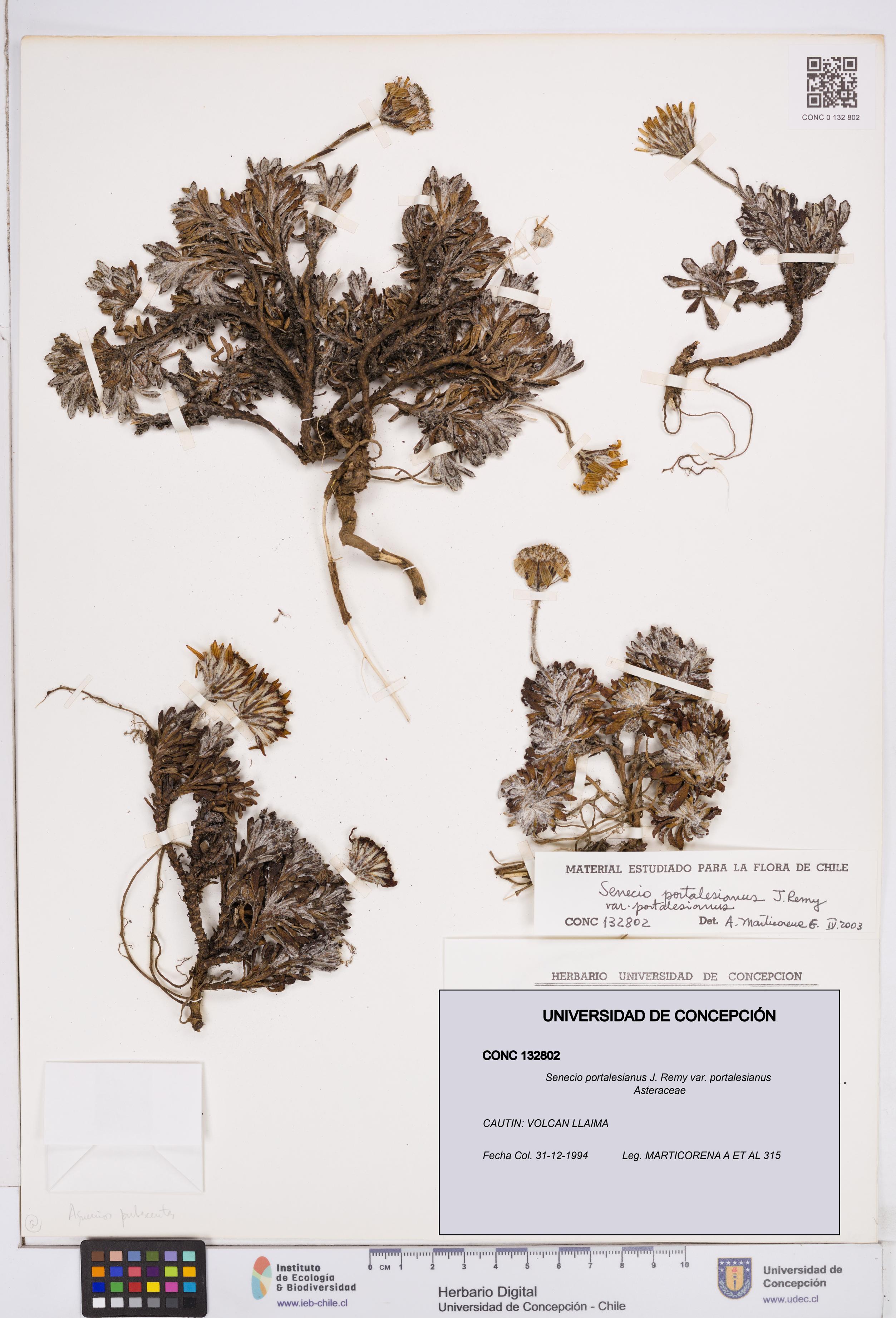 Senecio portalesianus var. portalesianus [Espécimen: ]