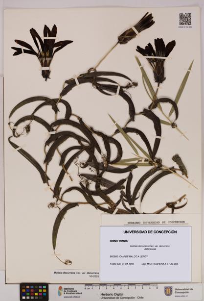 Mutisia decurrens var. decurrens [Espécimen: UDEC:CONC:0132803]