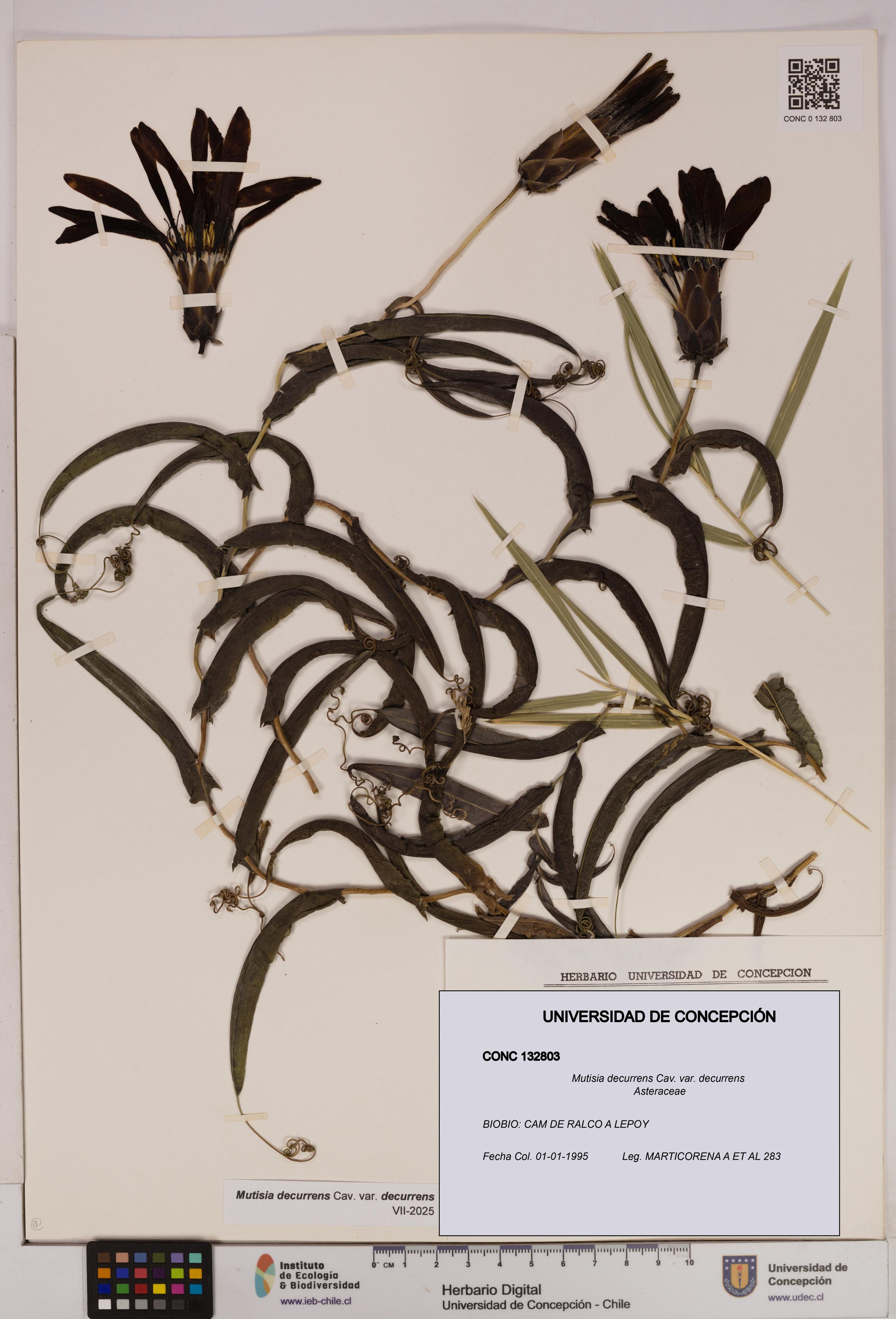 Mutisia decurrens var. decurrens [Espécimen: UDEC:CONC:0132803]