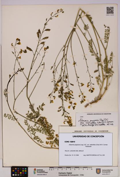 Adesmia papposa var. radicifolia [Espécimen: UDEC:CONC:0132810]